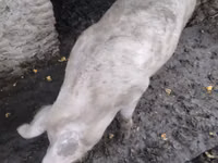 母猪, Pigs — 照片 1