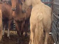 Hengst, New Altai Horse — Foto 2