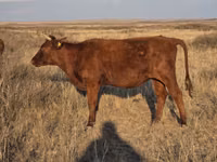 Kuh, Latvian Blue cattle — Foto 3