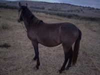 Jument, Chevaux — photo 3