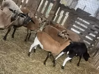 Widder, Cameroon sheep — Foto 3