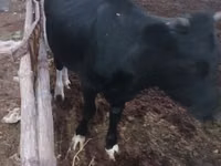 Vaca, Russian Black pied cattle — foto 4