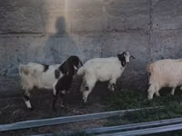 Bode, Cabras — foto 4
