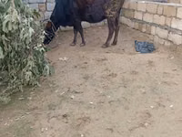 Cow, Cattle — photo 4