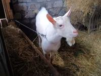 Billy Goat, Saanen goat — photo 1