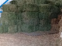 Vind baloti de lucerna70\ 40 lei  ,griu 3.5 lei/kg. fin40 lei — Foto 2