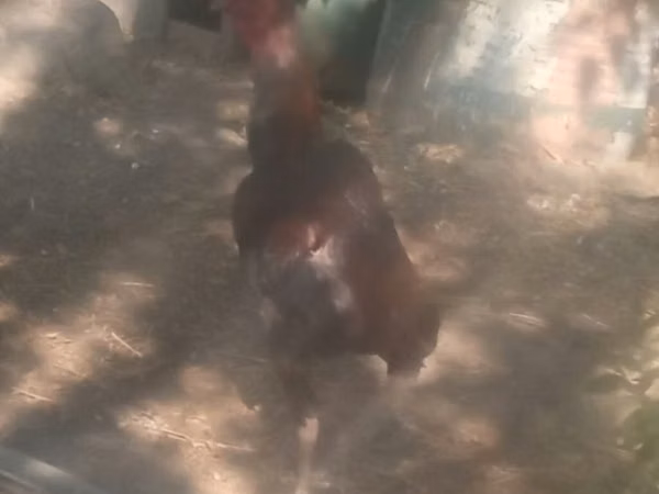 مالاي غيم