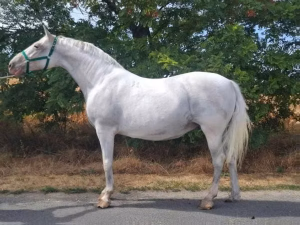 Mare, Lipizzaner