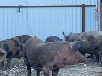 Eber, Schweine — Foto 2