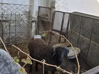 Cabras (lote, sexo no especificado), Cabras — foto 6