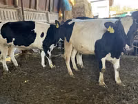 Vacă, Rasa Holstein — foto 2