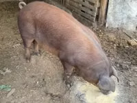 Boar, Pigs — photo 2