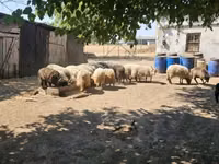Ram, Racka sheep — photo 2
