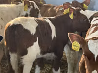 Bulle, Russian Black pied cattle — Foto 3