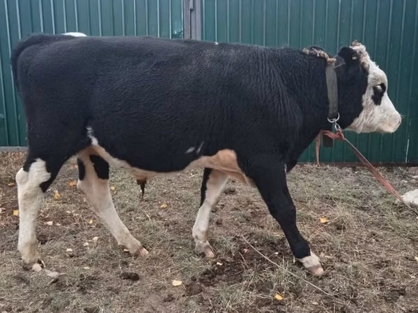 Bulle, Russian Black pied cattle