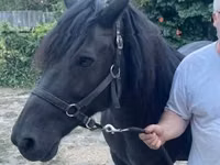 Jument, Hucul pony — photo 2