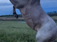 Caballo, Caballos — foto 5