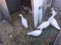 Ducks — 1-rasm