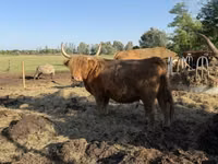 Kuh, Highland — Foto 1