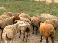 Qoyun, Apsheron sheep — foto 1