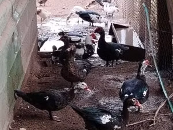 Canard musqué domestique