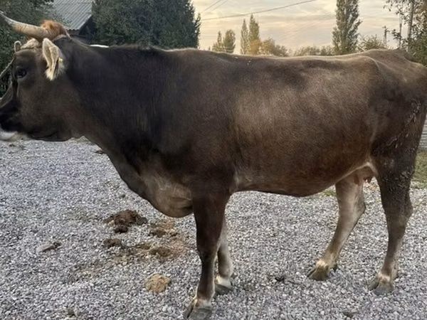 गाय, Swiss cattle