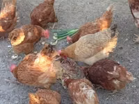 Chickens — 1-rasm