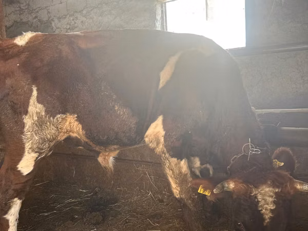 Bou, Bovine