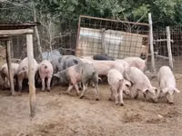Säue, Schweine — Foto 3