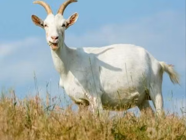 Capră, Saanen goat