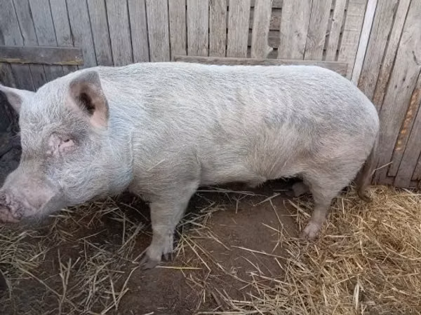 Eber, Schweine