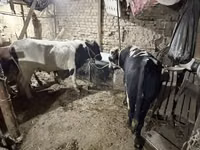 Bou, Bovine — foto 3