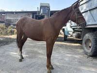 公马, Horses — 照片 2