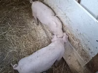 Scroafă, Porci — foto 1