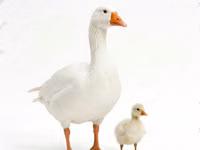 Geese — photo 2