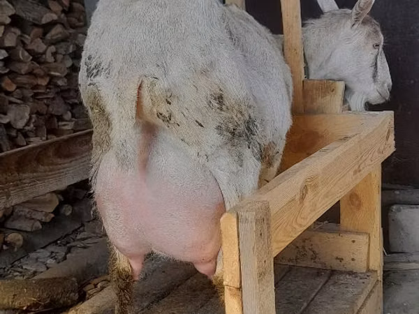 Эчки теке, Заанен кодуру