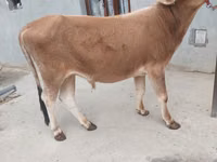 牛只（批次，未指定性别）, Cattle — 照片 1