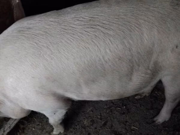 Vier, Porci