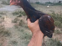 Chickens — 1-rasm