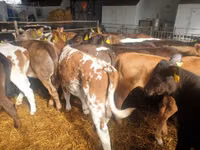 Bou, Simmental cattle — foto 2