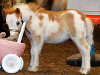 घोड़ा, Miniature horse — फ़ोटो 1