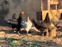 Danish hen — 5-rasm