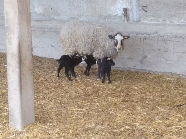 भेड़, Romanov sheep