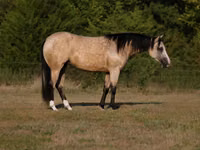 Mare, Quarter Horse — photo 1