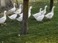 Geese — الصورة 2