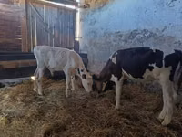 Bulle, Russian Black pied cattle — Foto 5