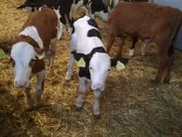 Rinder (Partie, Geschlecht nicht angegeben), Simmental cattle — Foto 2