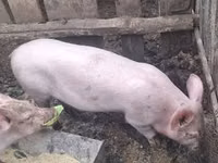 Scroafă, Porci — foto 3