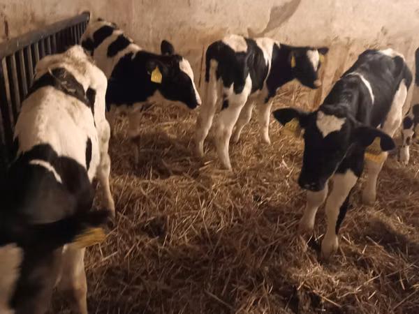 Bulle, Russian Black pied cattle
