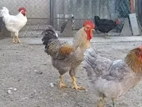 Chickens — फ़ोटो 5